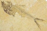Bargain, Fossil Fish (Diplomystus) - Wyoming #354051-1